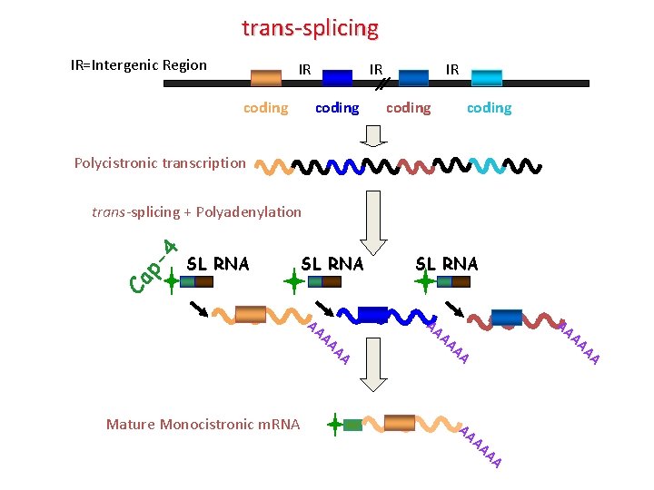 trans-splicing IR=Intergenic Region IR coding Polycistronic transcription SL RNA Ca p- 4 trans-splicing + trans-splicing IR=Intergenic Region IR coding Polycistronic transcription SL RNA Ca p- 4 trans-splicing +