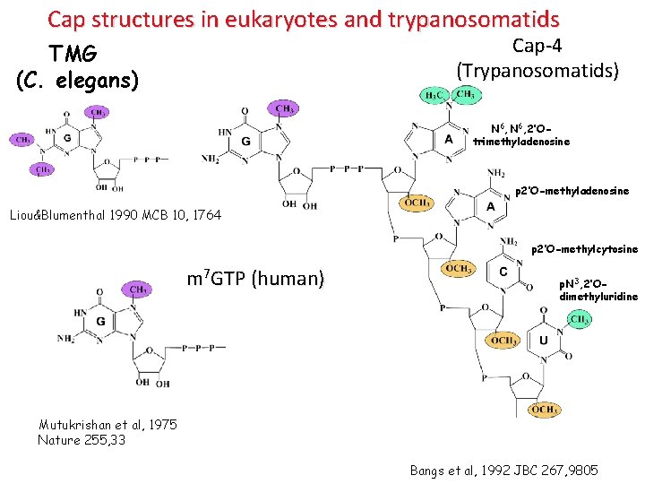 Cap structures in eukaryotes and trypanosomatids Cap-4 (Trypanosomatids) TMG (C. elegans) N 6, 2’Otrimethyladenosine Cap structures in eukaryotes and trypanosomatids Cap-4 (Trypanosomatids) TMG (C. elegans) N 6, 2’Otrimethyladenosine