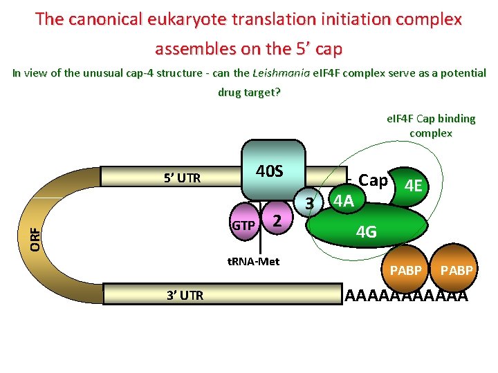 The canonical eukaryote translation initiation complex assembles on the 5’ cap In view of The canonical eukaryote translation initiation complex assembles on the 5’ cap In view of