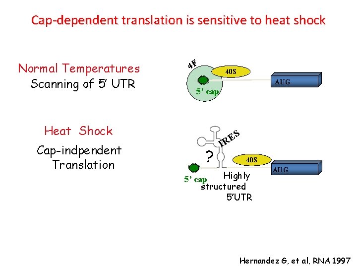 Cap-dependent translation is sensitive to heat shock Normal Temperatures Scanning of 5’ UTR 4 Cap-dependent translation is sensitive to heat shock Normal Temperatures Scanning of 5’ UTR 4