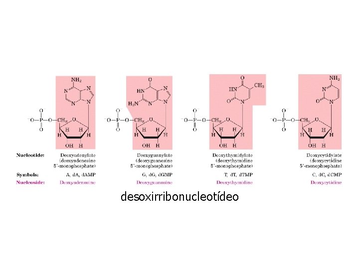desoxirribonucleotídeo 