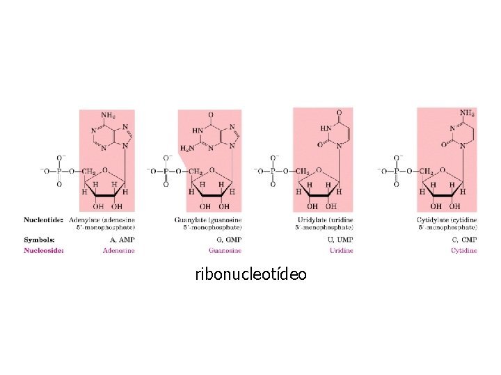 ribonucleotídeo 
