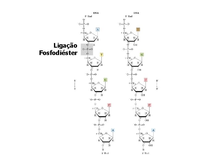 Ligação Fosfodiéster 