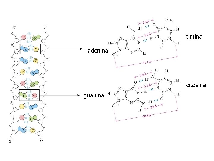 timina adenina citosina guanina 