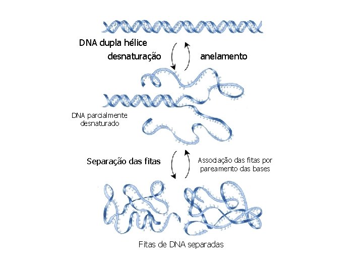 DNA dupla hélice desnaturação anelamento DNA parcialmente desnaturado Separação das fitas Associação das fitas