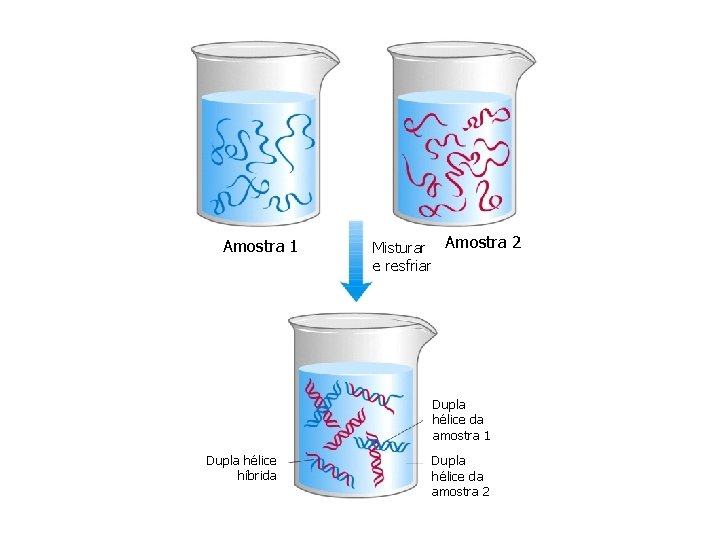 Amostra 1 Misturar Amostra 2 e resfriar Dupla hélice da amostra 1 Dupla hélice