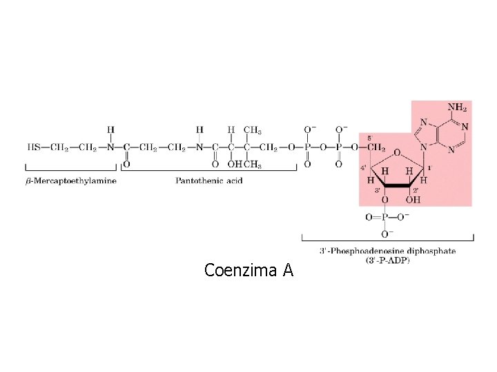 Coenzima A 