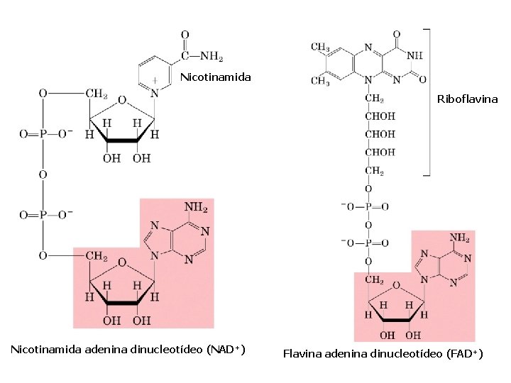 Nicotinamida Riboflavina Nicotinamida adenina dinucleotídeo (NAD+) Flavina adenina dinucleotídeo (FAD+) 