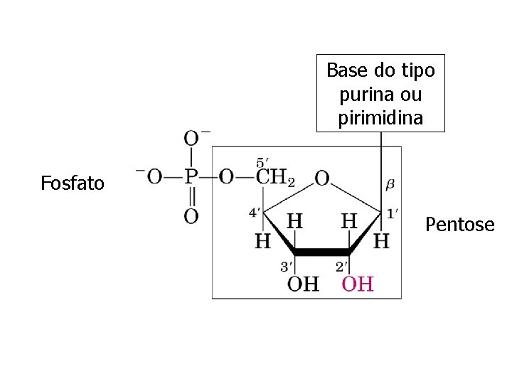 Base do tipo purina ou pirimidina Fosfato Pentose 