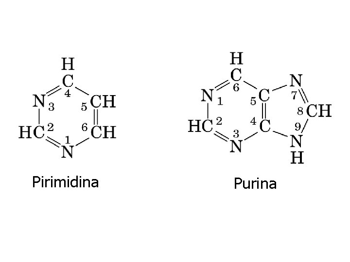 Pirimidina Purina 