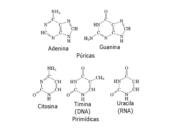 Guanina Adenina Púricas Citosina Timina (DNA) Pirimídicas Uracila (RNA) 