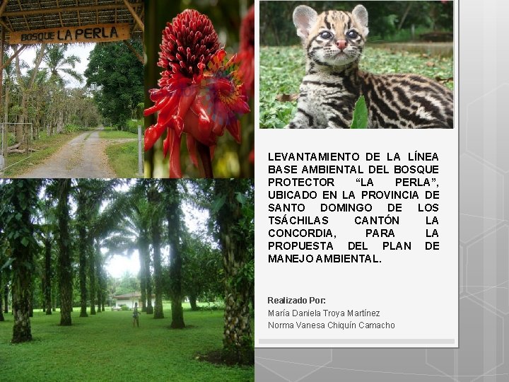 LEVANTAMIENTO DE LA LÍNEA BASE AMBIENTAL DEL BOSQUE PROTECTOR “LA PERLA”, UBICADO EN LA