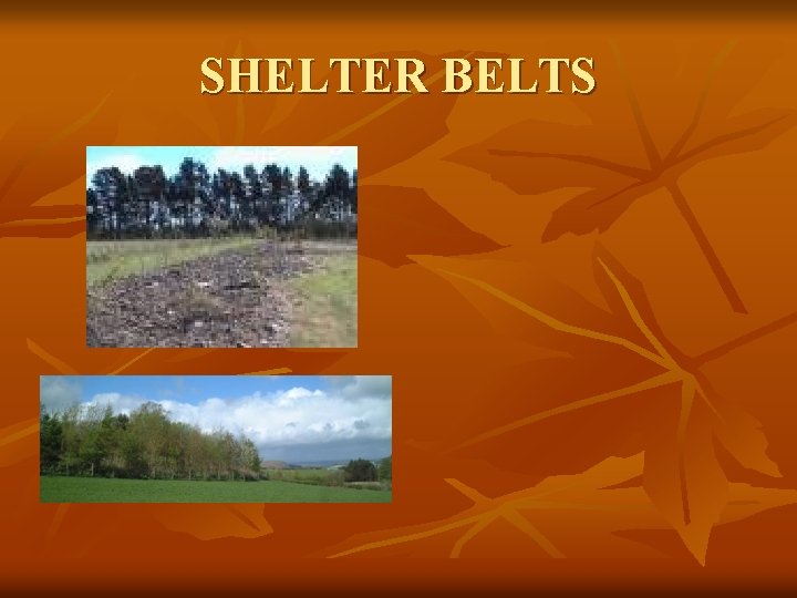 SHELTER BELTS 