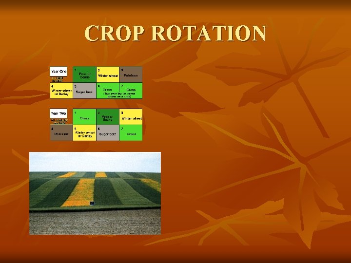 CROP ROTATION 