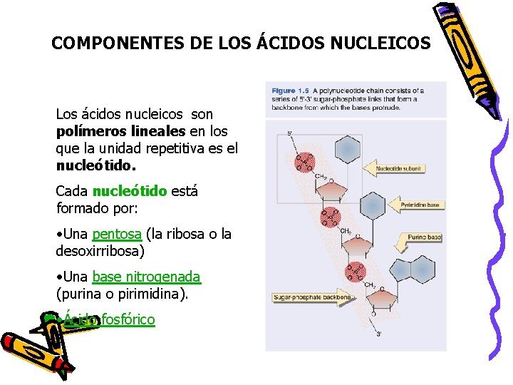 COMPONENTES DE LOS ÁCIDOS NUCLEICOS Los ácidos nucleicos son polímeros lineales en los que