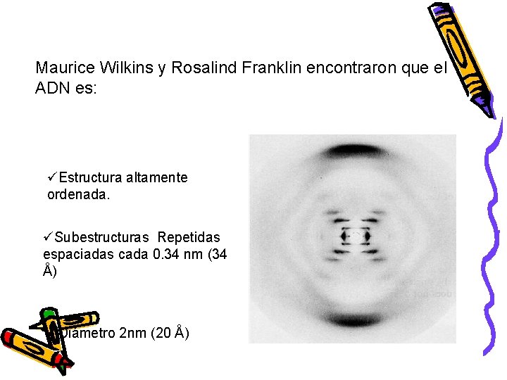 Maurice Wilkins y Rosalind Franklin encontraron que el ADN es: üEstructura altamente ordenada. üSubestructuras