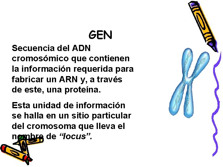 GEN Secuencia del ADN cromosómico que contienen la información requerida para fabricar un ARN