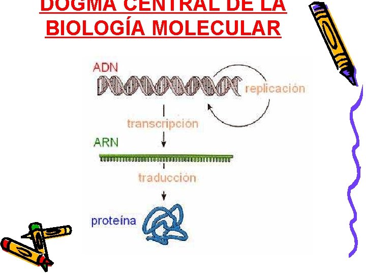 DOGMA CENTRAL DE LA BIOLOGÍA MOLECULAR 