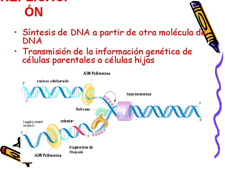 REPLICACI ÓN • Síntesis de DNA a partir de otra molécula de DNA •