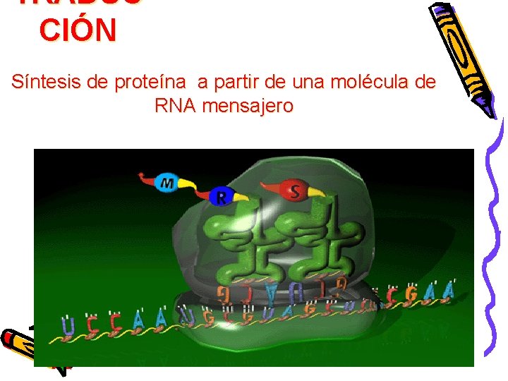 TRADUC CIÓN Síntesis de proteína a partir de una molécula de RNA mensajero 