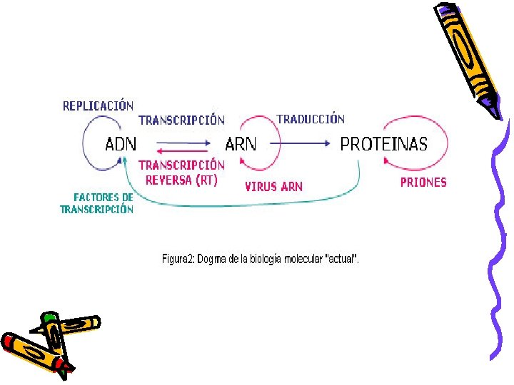 Excepción al Dogma 