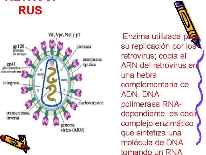 RETROVI RUS Enzima utilizada para su replicación por los retrovirus; copia el ARN del