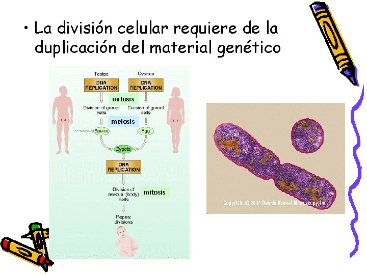  • La división celular requiere de la duplicación del material genético mitosis meiosis