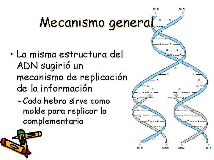 Mecanismo general • La misma estructura del ADN sugirió un mecanismo de replicación de