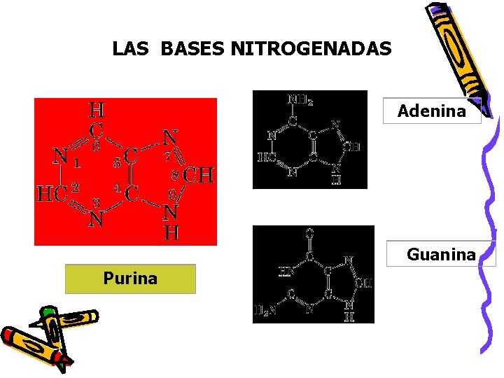 LAS BASES NITROGENADAS Adenina Guanina Purina 