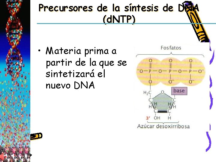 Precursores de la síntesis de DNA (d. NTP) • Materia prima a partir de