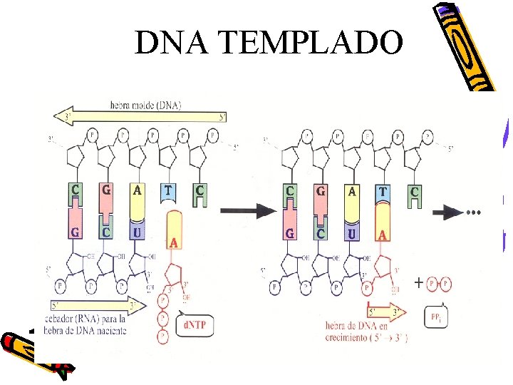 DNA TEMPLADO 