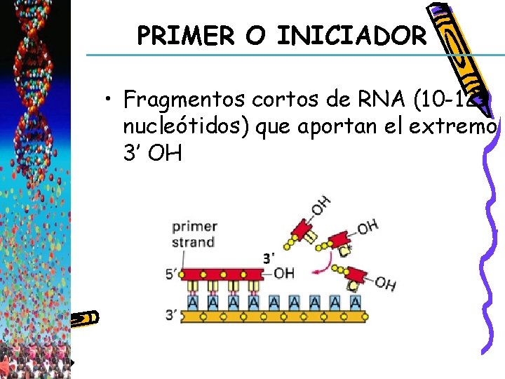 PRIMER O INICIADOR • Fragmentos cortos de RNA (10 -12 nucleótidos) que aportan el