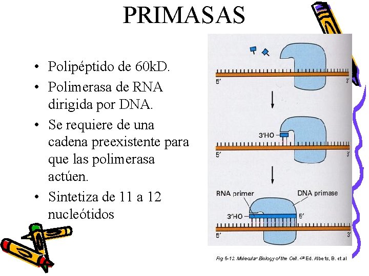 PRIMASAS • Polipéptido de 60 k. D. • Polimerasa de RNA dirigida por DNA.