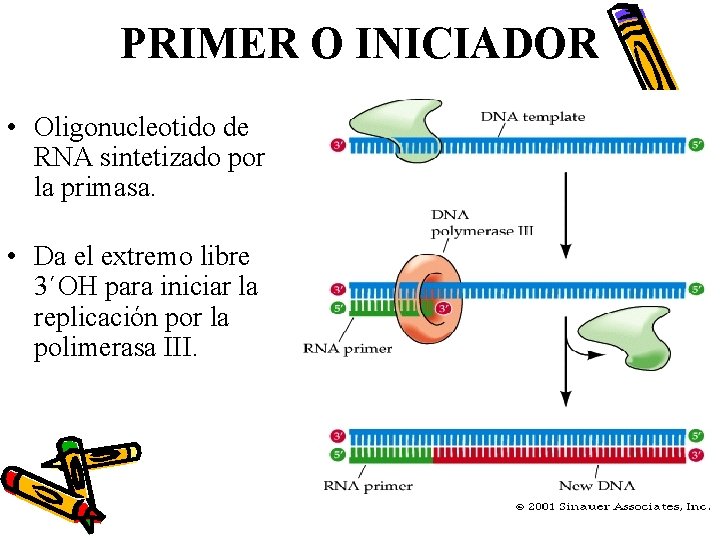 PRIMER O INICIADOR • Oligonucleotido de RNA sintetizado por la primasa. • Da el