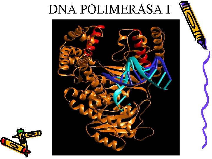 DNA POLIMERASA I 