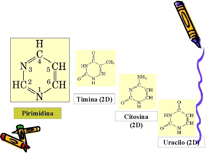 Timina (2 D) Pirimidina Citosina (2 D) Uracilo (2 D) 