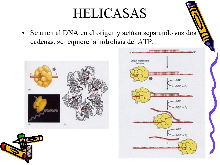 HELICASAS • Se unen al DNA en el origen y actúan separando sus dos