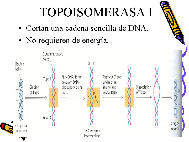 TOPOISOMERASA I • Cortan una cadena sencilla de DNA. • No requieren de energía.