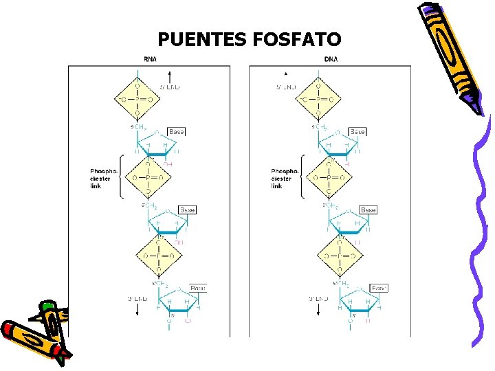 PUENTES FOSFATO 