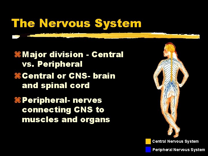 The Nervous System Major division - Central vs. Peripheral Central or CNS- brain and