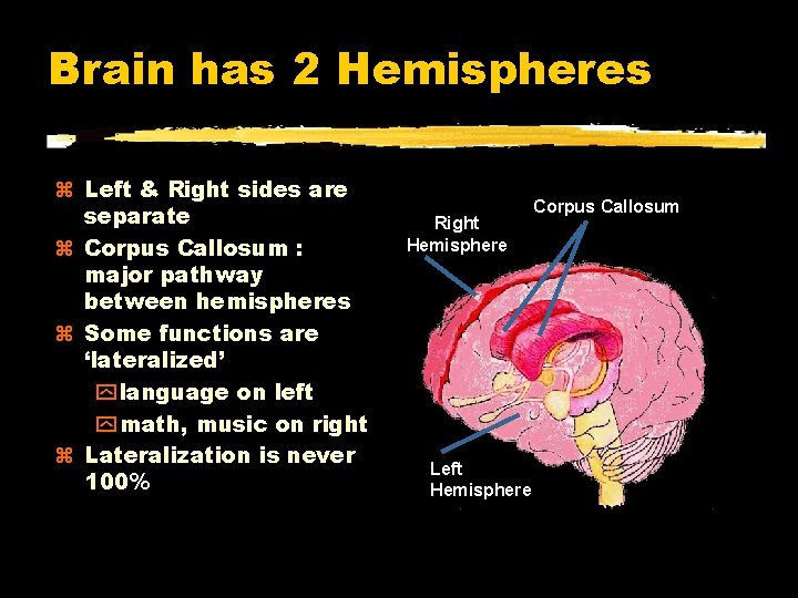 Brain has 2 Hemispheres Left & Right sides are separate Corpus Callosum : major