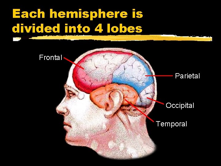 Each hemisphere is divided into 4 lobes Frontal Parietal Occipital Temporal 