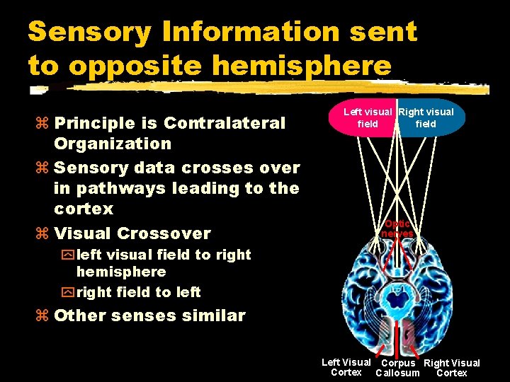 Sensory Information sent to opposite hemisphere Principle is Contralateral Organization Sensory data crosses over