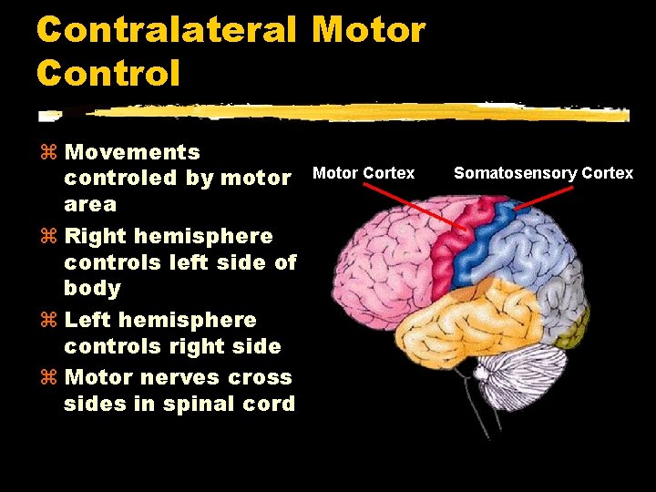 Contralateral Motor Control Movements controled by motor area Right hemisphere controls left side of