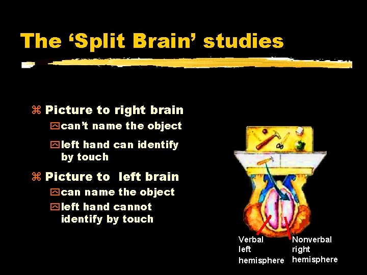 The ‘Split Brain’ studies Picture to right brain “What did hand, “Using yourdid left