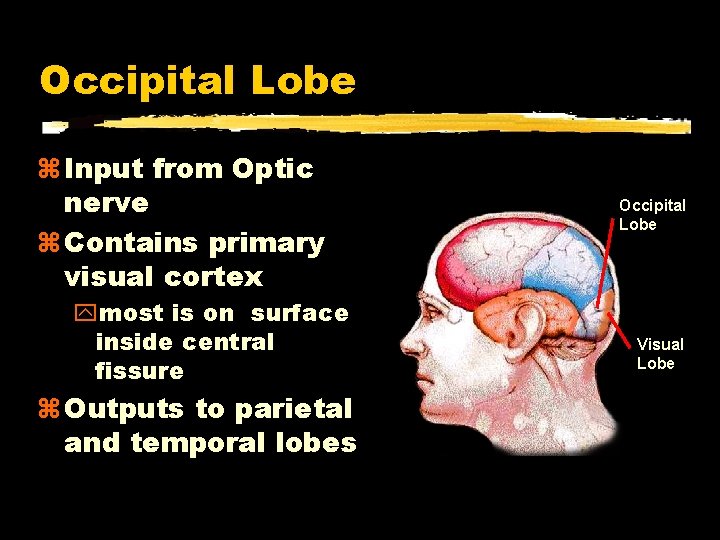 Occipital Lobe Input from Optic nerve Contains primary visual cortex ymost is on surface