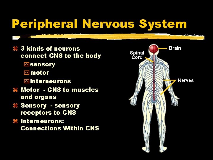 Peripheral Nervous System 3 kinds of neurons connect CNS to the body y sensory