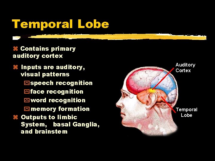 Temporal Lobe Contains primary auditory cortex Inputs are auditory, visual patterns y speech recognition