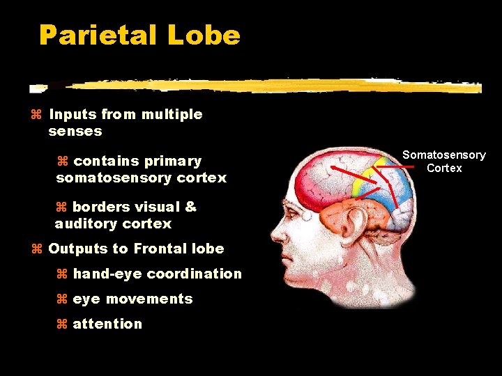 Parietal Lobe Inputs from multiple senses contains primary somatosensory cortex borders visual & auditory
