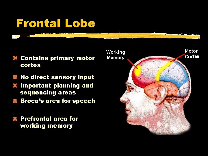 Frontal Lobe Contains primary motor cortex No direct sensory input Important planning and sequencing